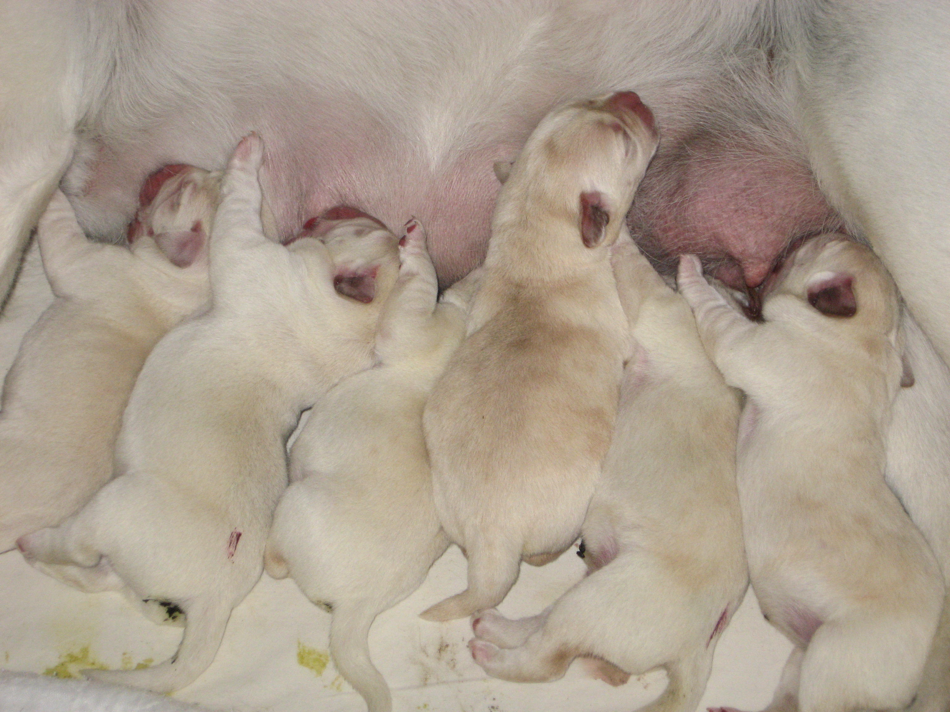puppies 1 day old 007