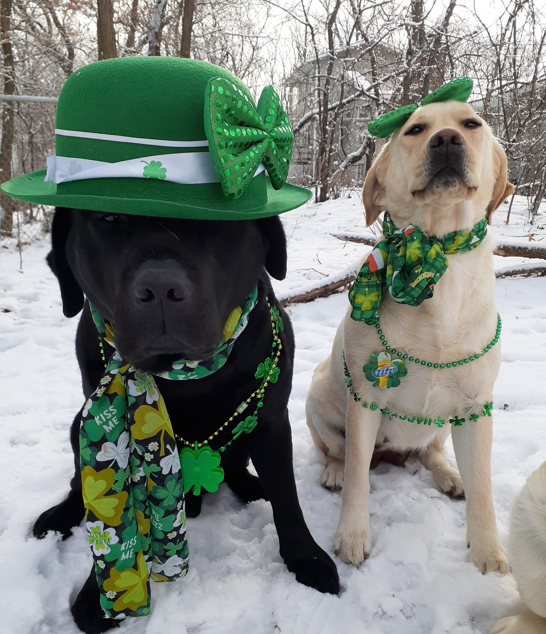 Rude Dog University Dog Training Eau Claire WI