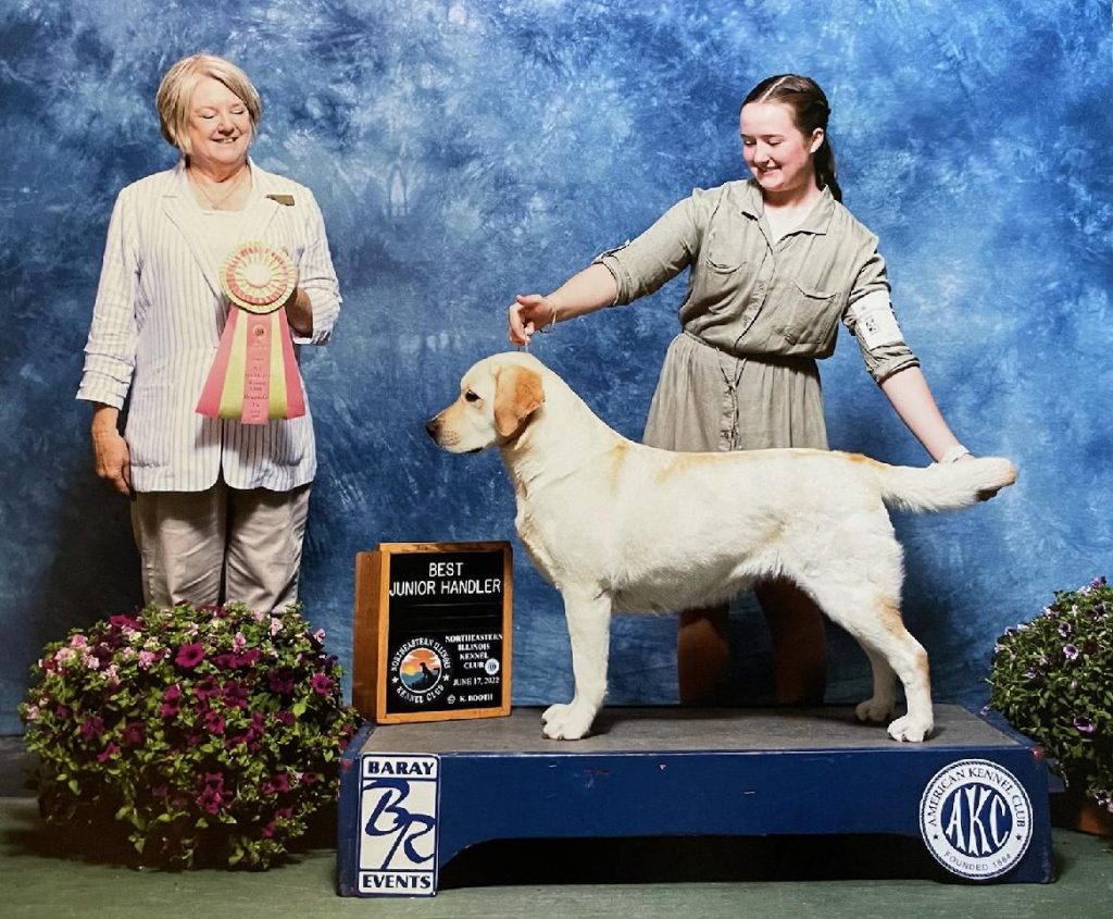 Ice Top Labrador in Juniors