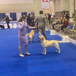 Ice Best Of Breed