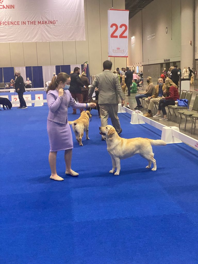 Ice Best Of Breed