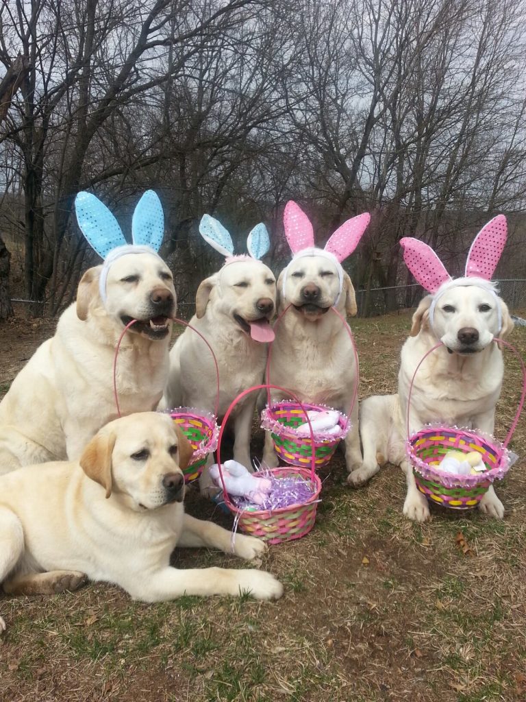 Our Labradors Rude Dog University